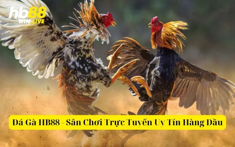 Đá Gà HB88 - Sân Chơi Trực Tuyến Uy Tín Hàng Đầu