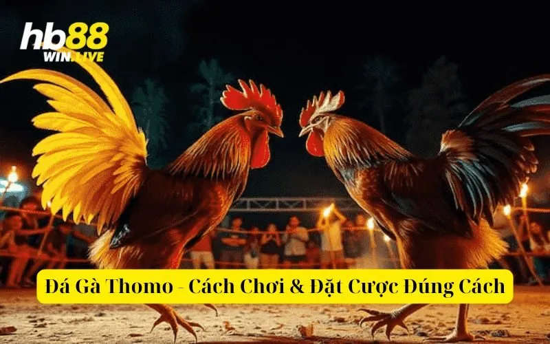 Đá Gà Thomo - Cách Chơi & Đặt Cược Đúng Cách