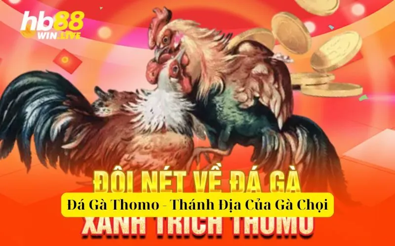 Đá Gà Thomo - Thánh Địa Của Gà Chọi