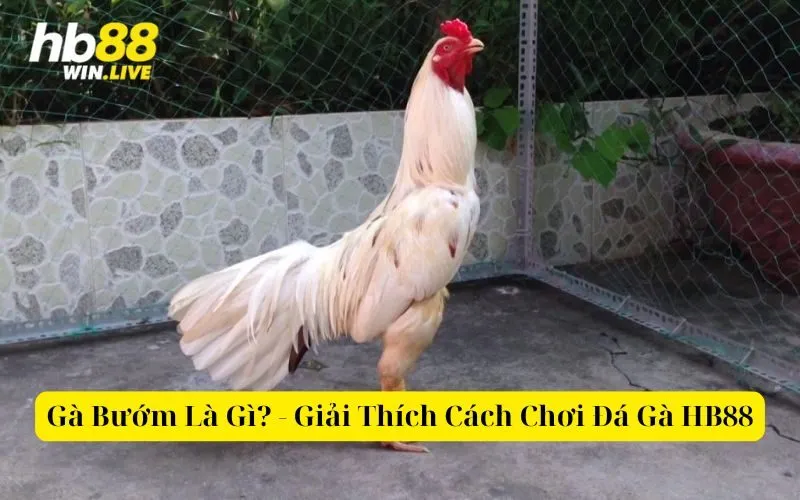 Gà Bướm Là Gì - Giải Thích Cách Chơi Đá Gà HB88