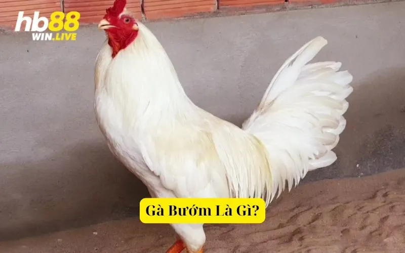 Gà Bướm Là Gì