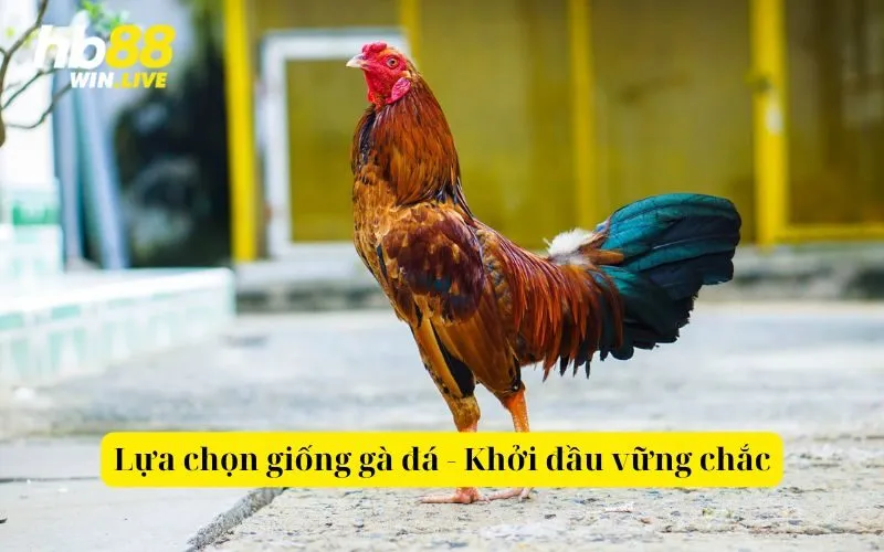 Lựa chọn giống gà đá - Khởi đầu vững chắc