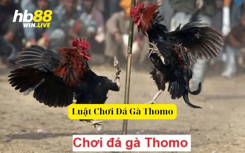 Luật Chơi Đá Gà Thomo