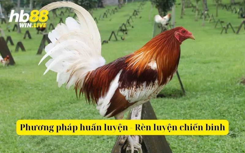 Phương pháp huấn luyện - Rèn luyện chiến binh